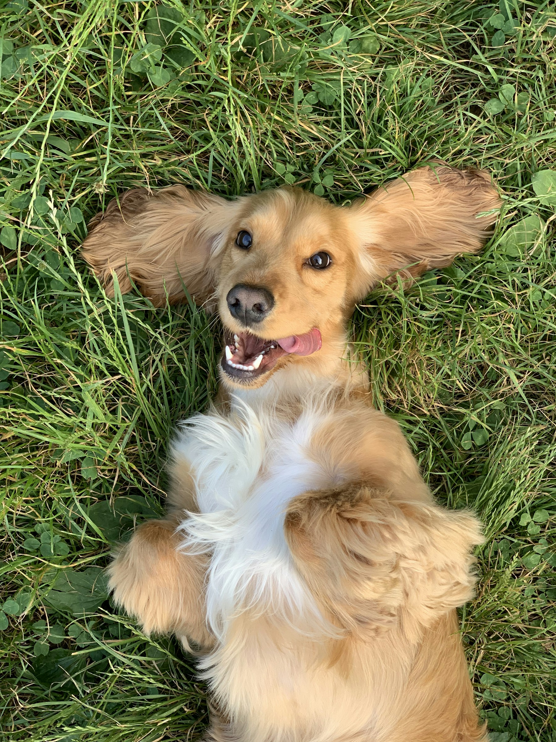 A happy golden dog lying in the grass