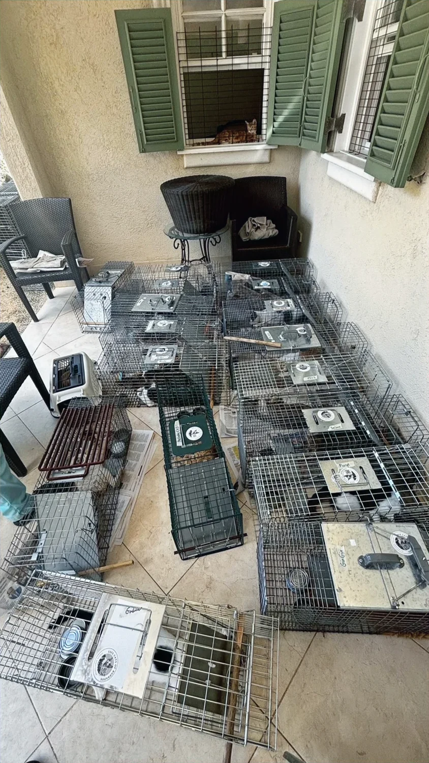 Humane cat traps arranged for a Safe Cats community care programme