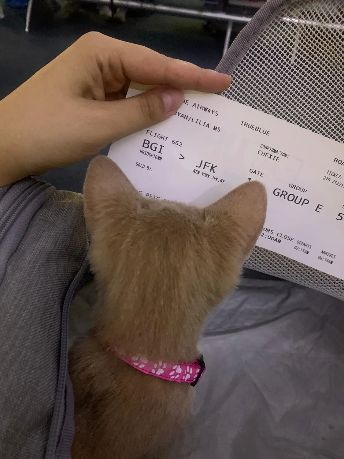 A cat beside an airline boarding pass, pictured on the Safe Cats Flight Buddies page
