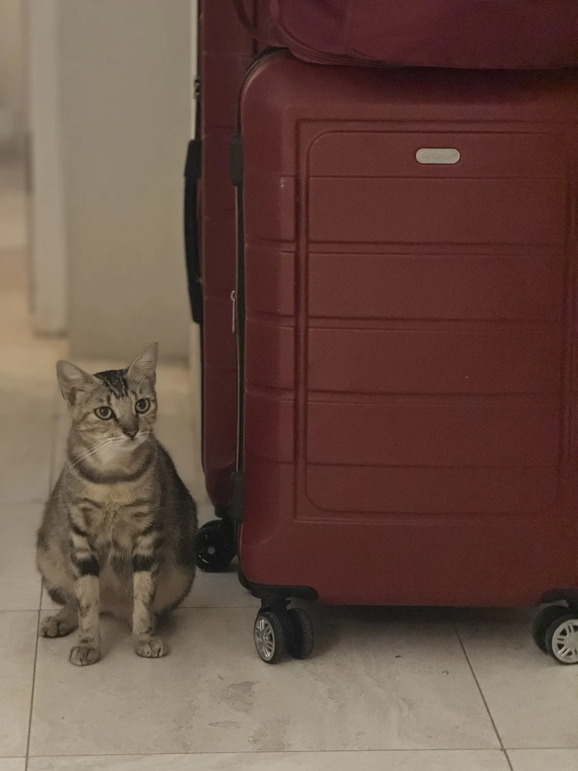 A tabby cat sitting beside a suitcase