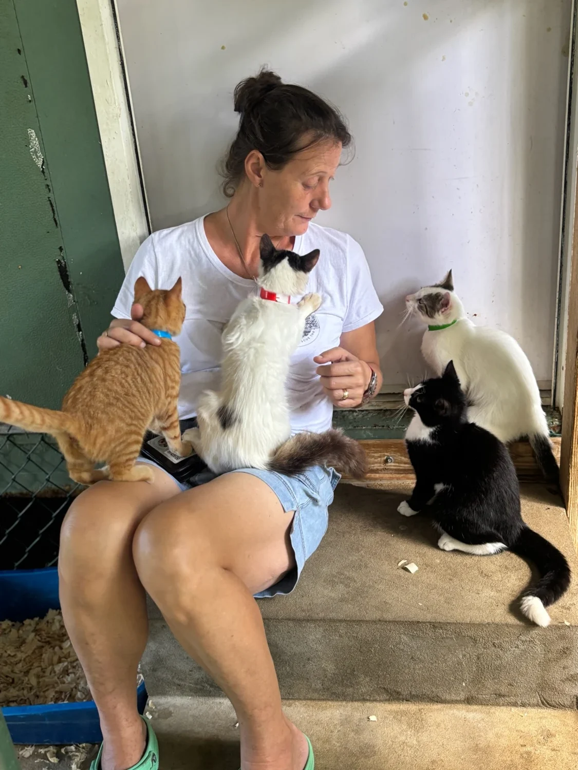 An adult caring for several cats at Safe Cats
