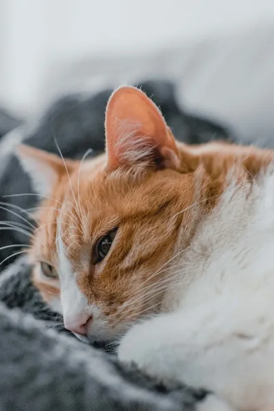 A ginger and white cat resting peacefully