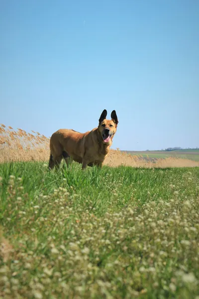 A dog standing in a sunny field